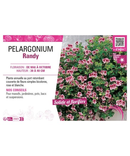 PELARGONIUM RANDY
