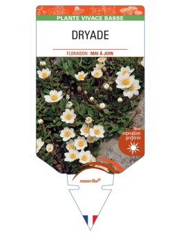 DRYAS OCTOPETALA voir Dryade (blanc)