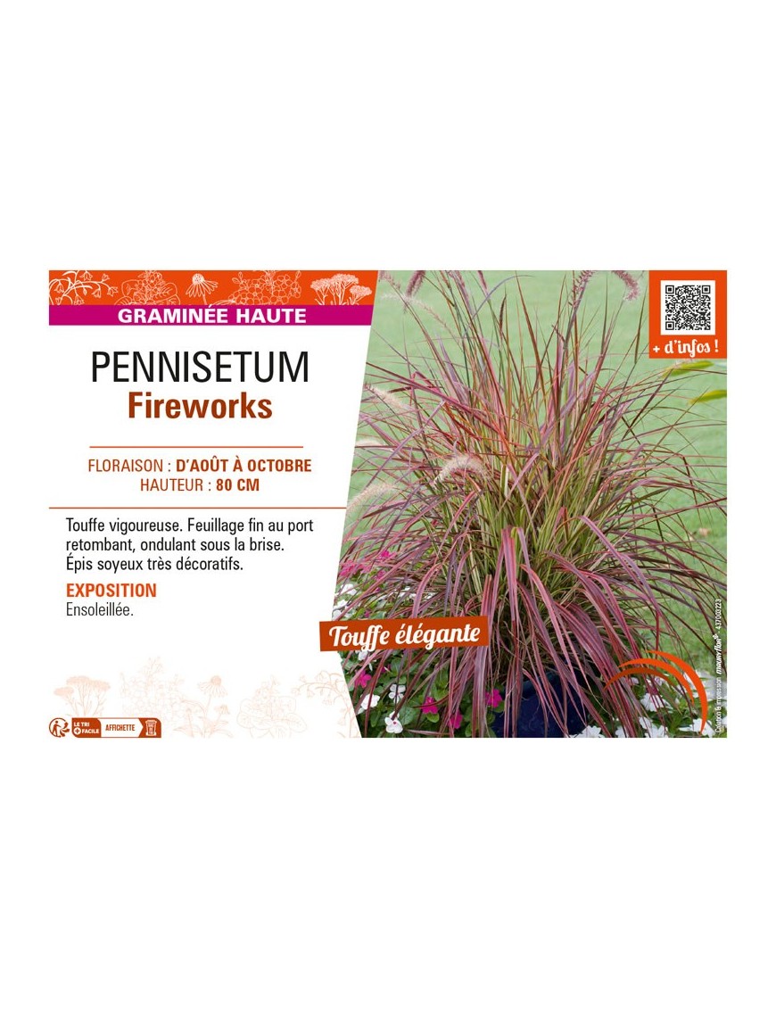 PENNISETUM FIREWORKS