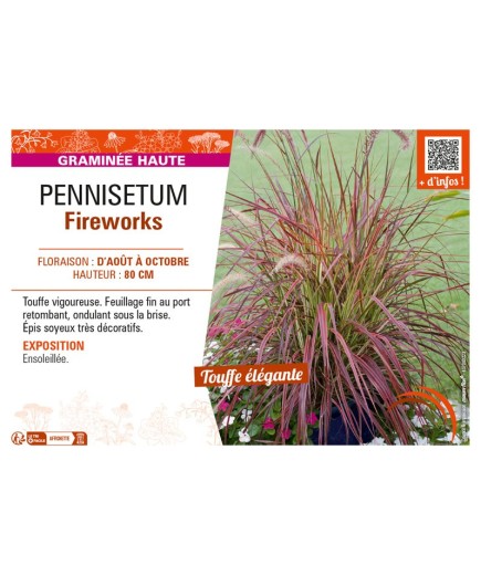 PENNISETUM FIREWORKS
