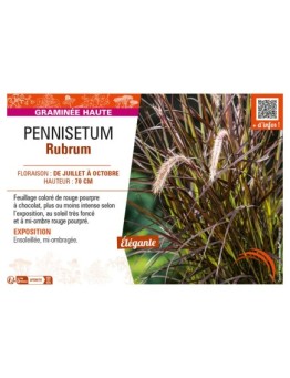 PENNISETUM RUBRUM
