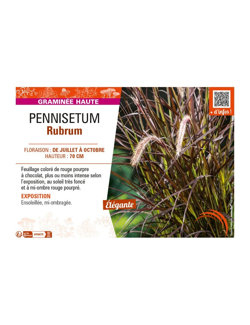 PENNISETUM RUBRUM