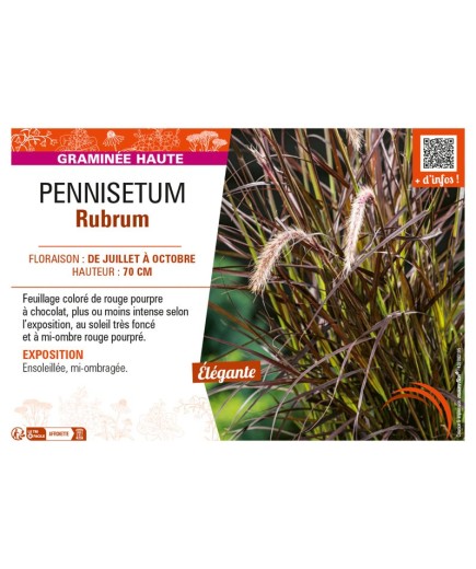 PENNISETUM RUBRUM