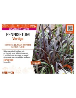 PENNISETUM VERTIGO