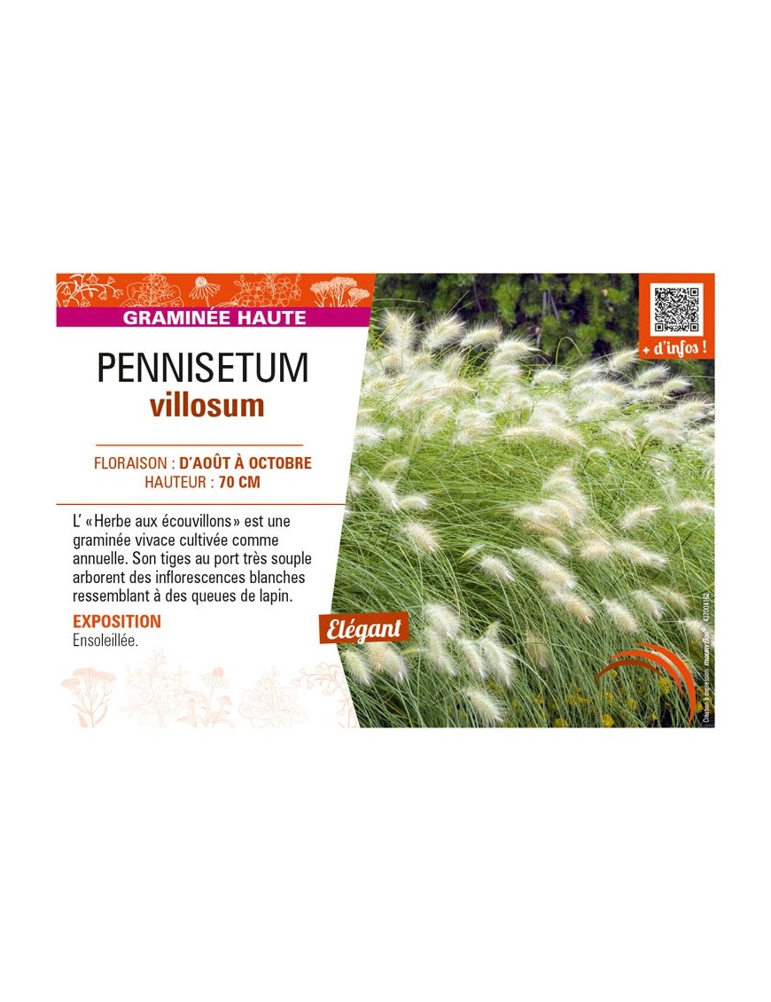 PENNISETUM villosum