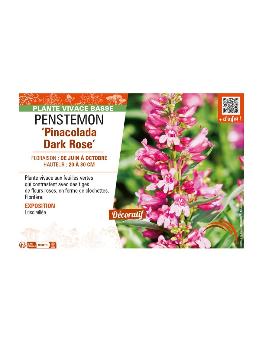 PENSTEMON (barbatus) Pinacolada Dark Rose