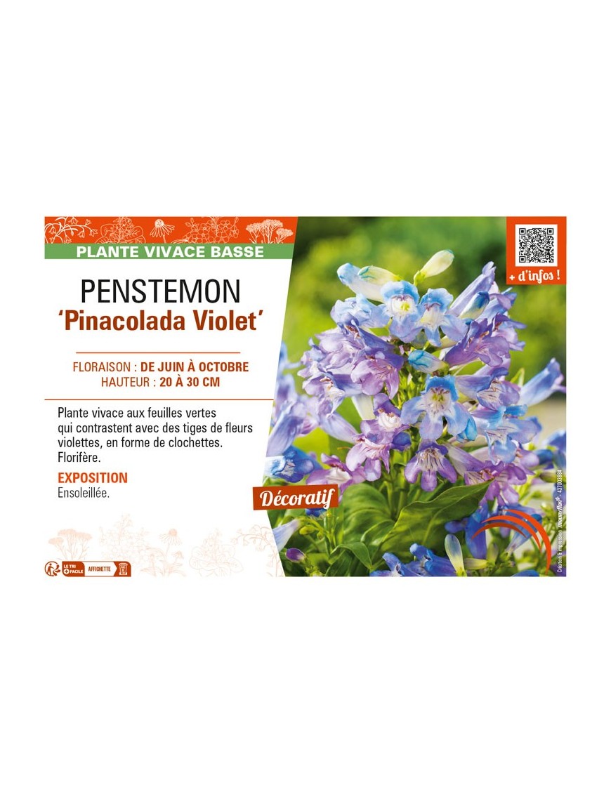 PENSTEMON (barbatus) Pinacolada Violet