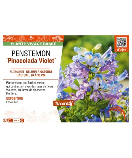 PENSTEMON (barbatus) Pinacolada Violet