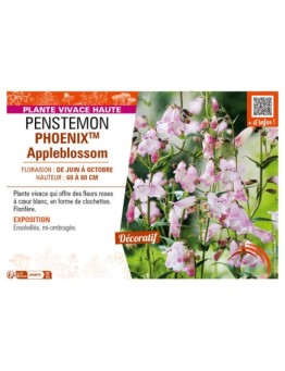 PENSTEMON (hartwegii) PHOENIXTM Appleblossom