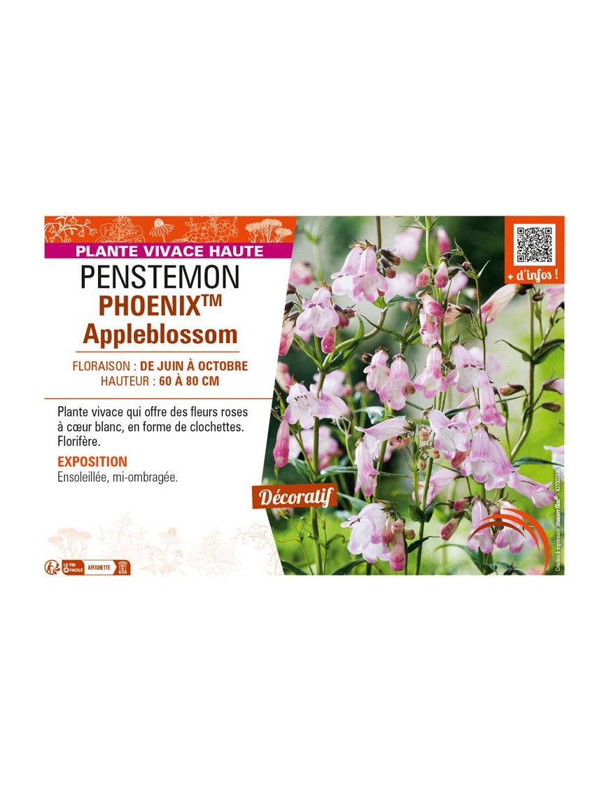 PENSTEMON (hartwegii) PHOENIXTM Appleblossom