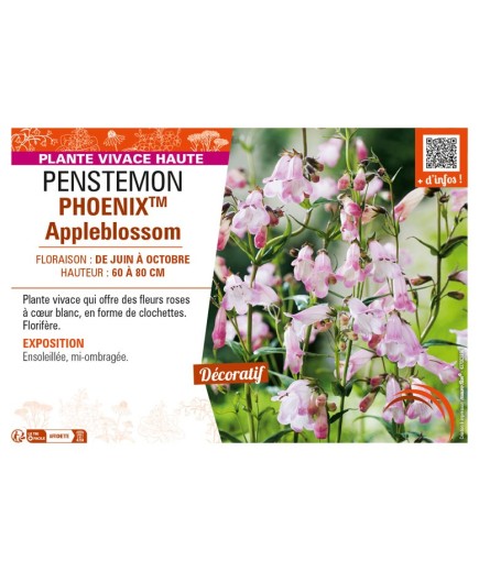PENSTEMON (hartwegii) PHOENIXTM Appleblossom
