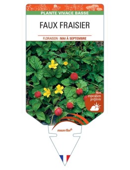 DUCHESNEA INDICA voir Faux Fraisier