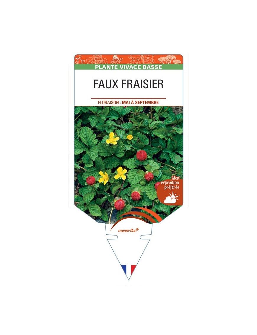DUCHESNEA INDICA voir Faux Fraisier