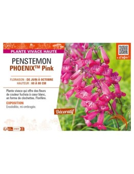 PENSTEMON (hartwegii) PHOENIXTM Pink