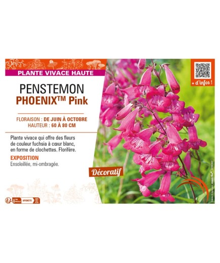 PENSTEMON (hartwegii) PHOENIXTM Pink