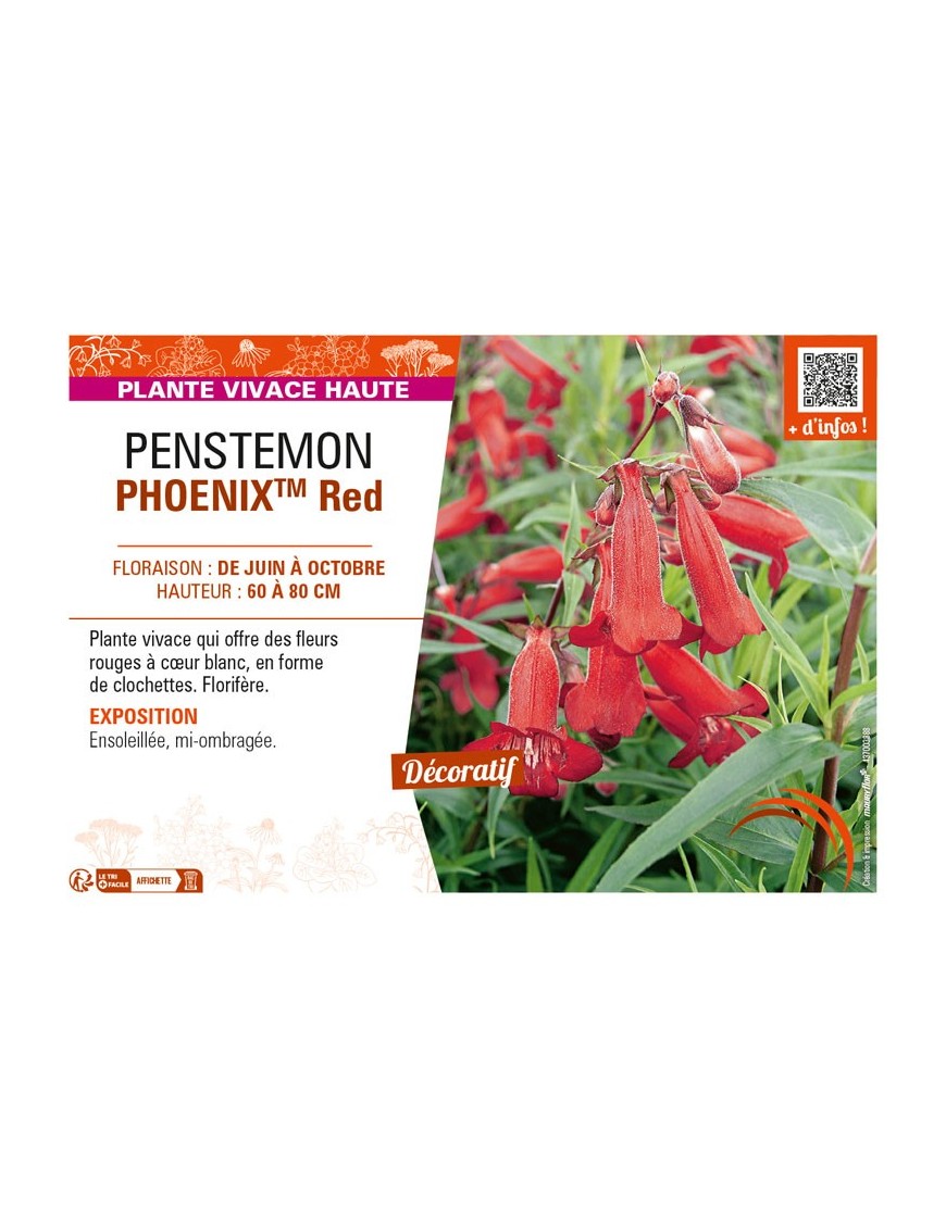 PENSTEMON (hartwegii) PHOENIXTM Red