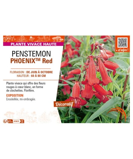 PENSTEMON (hartwegii) PHOENIXTM Red
