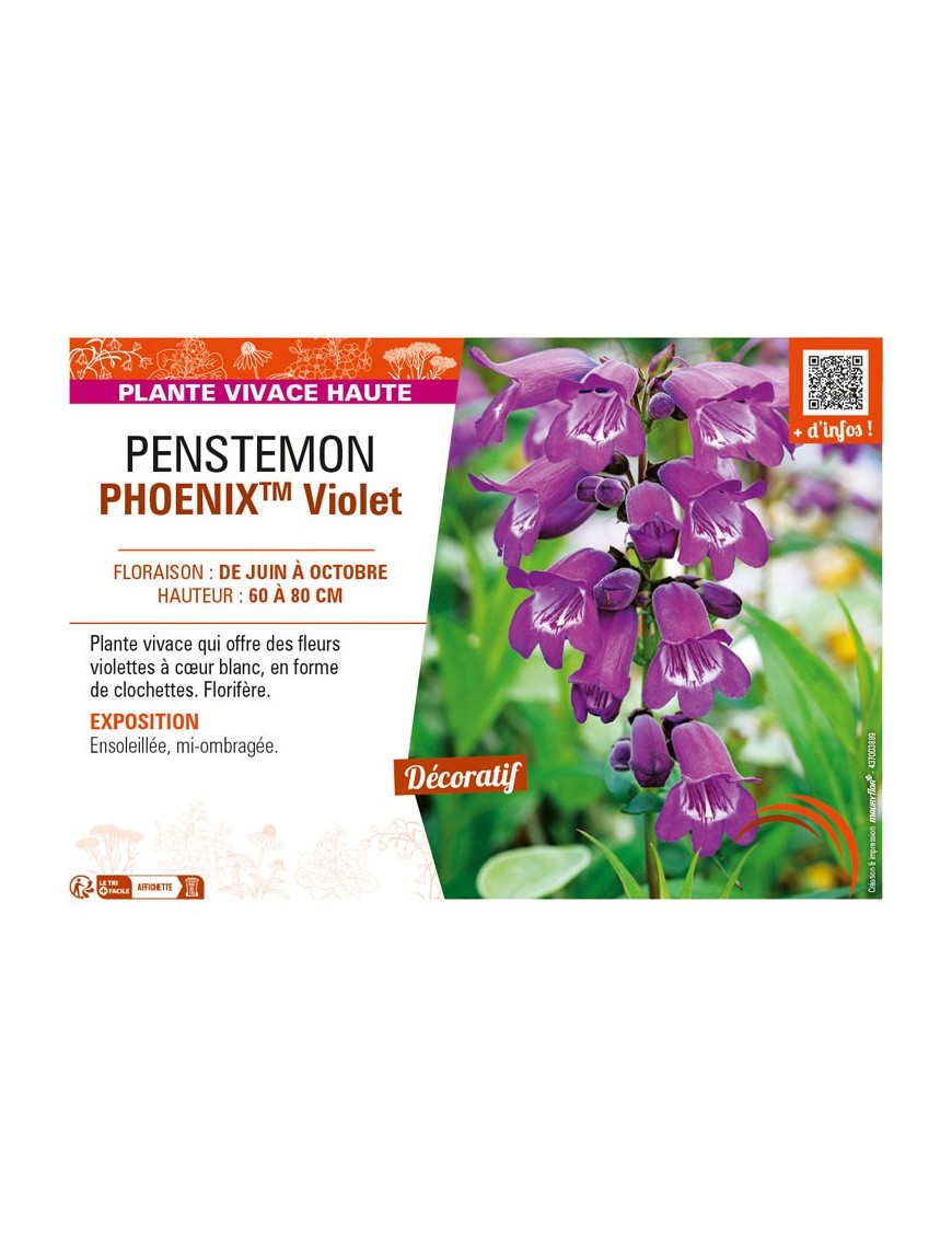 PENSTEMON (hartwegii) PHOENIXTM Violet