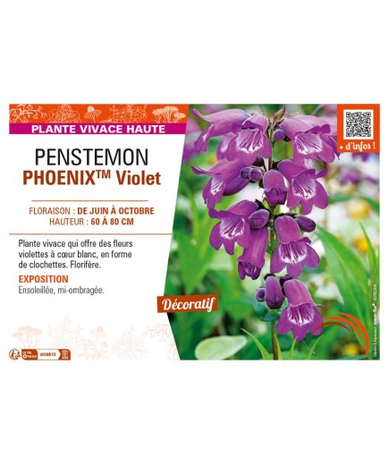 PENSTEMON (hartwegii) PHOENIXTM Violet