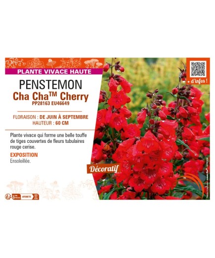 PENSTEMON (x hybrida) Cha ChaTM Cherry