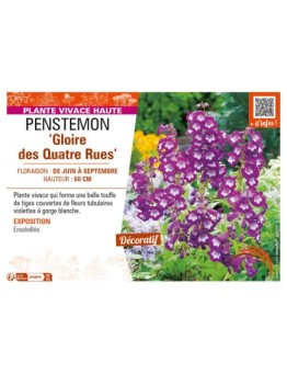 PENSTEMON (x hybrida) Gloire des Quatre Rues