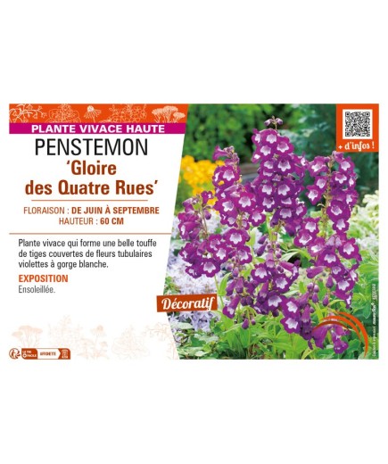 PENSTEMON (x hybrida) Gloire des Quatre Rues