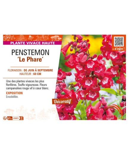 PENSTEMON (x hybrida) Le Phare