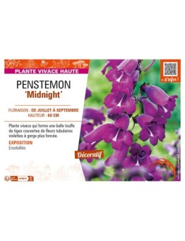 PENSTEMON (x hybrida) Midnight