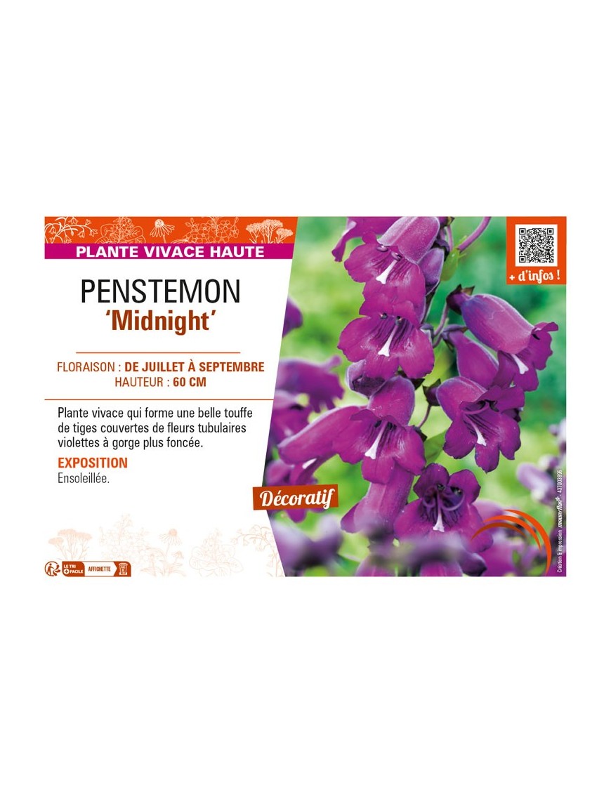 PENSTEMON (x hybrida) Midnight