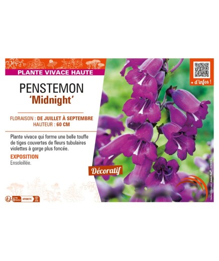 PENSTEMON (x hybrida) Midnight