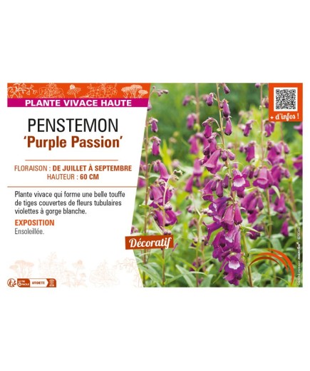 PENSTEMON (x hybrida) Purple Passion