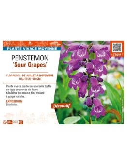 PENSTEMON (x hybrida) Sour Grapes