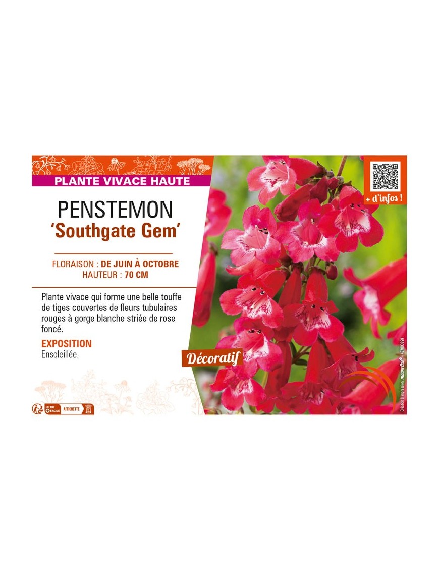 PENSTEMON (x hybrida) Southgate Gem