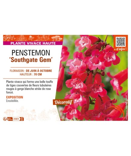 PENSTEMON (x hybrida) Southgate Gem