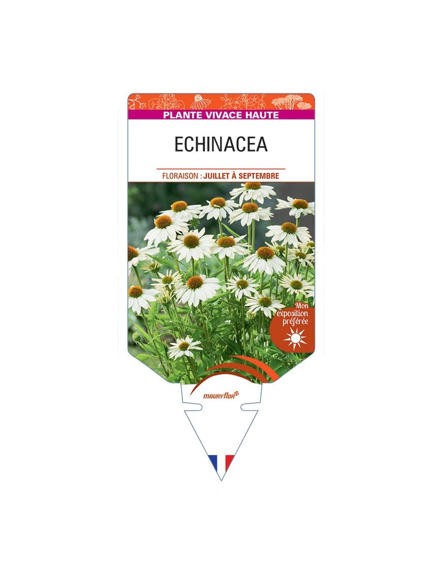 ECHINACEA (blanc)