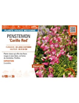 PENSTEMON (x mexicali) Carillo Red
