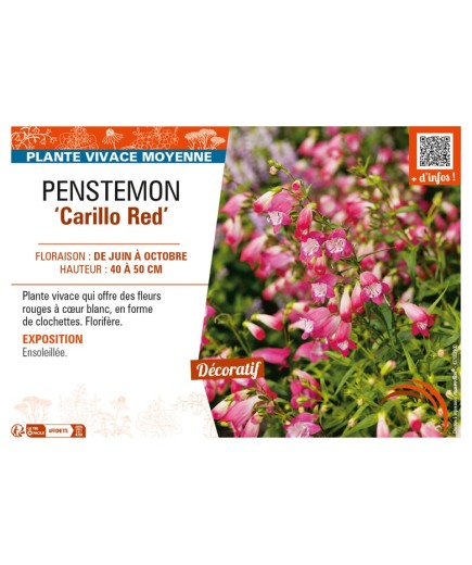 PENSTEMON (x mexicali) Carillo Red