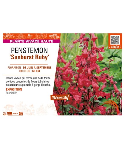 PENSTEMON (x mexicali) Sunburst Ruby