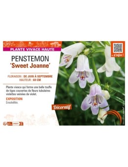 PENSTEMON (x mexicali) Sweet Joanne