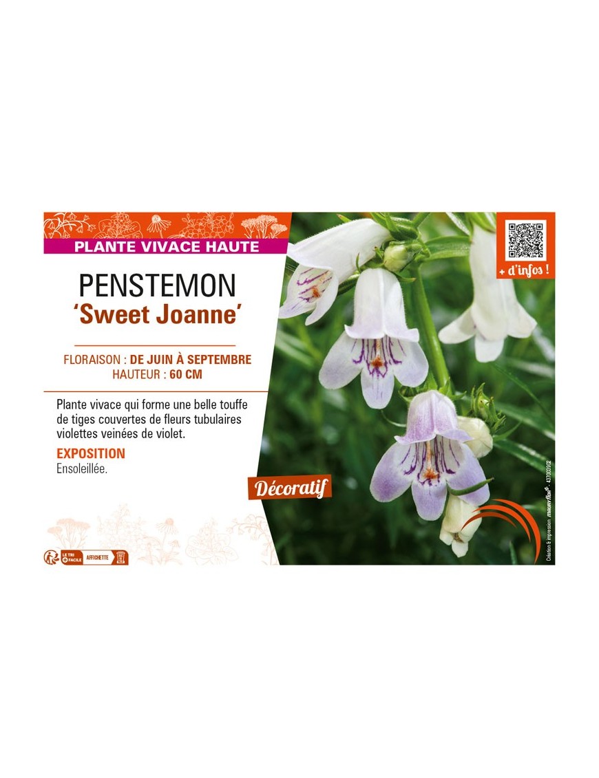 PENSTEMON (x mexicali) Sweet Joanne
