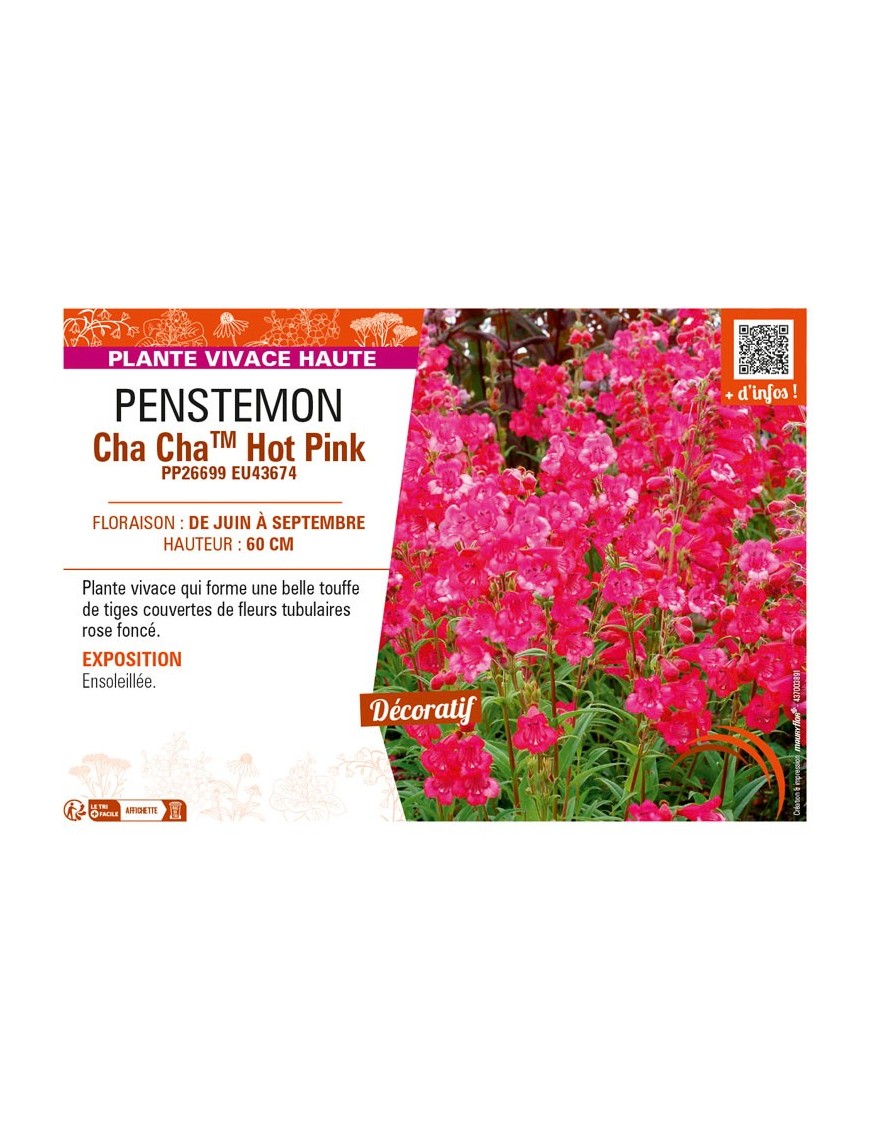 PENSTEMON Cha ChaTM Hot Pink