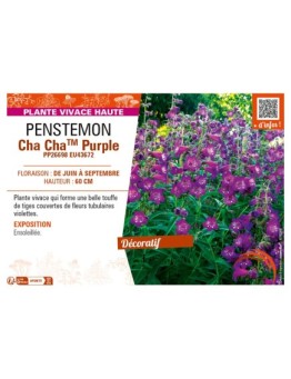 PENSTEMON Cha ChaTM Purple