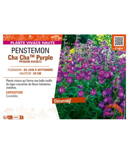 PENSTEMON Cha ChaTM Purple