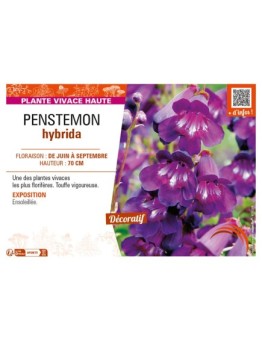 PENSTEMON hybrida (violet)