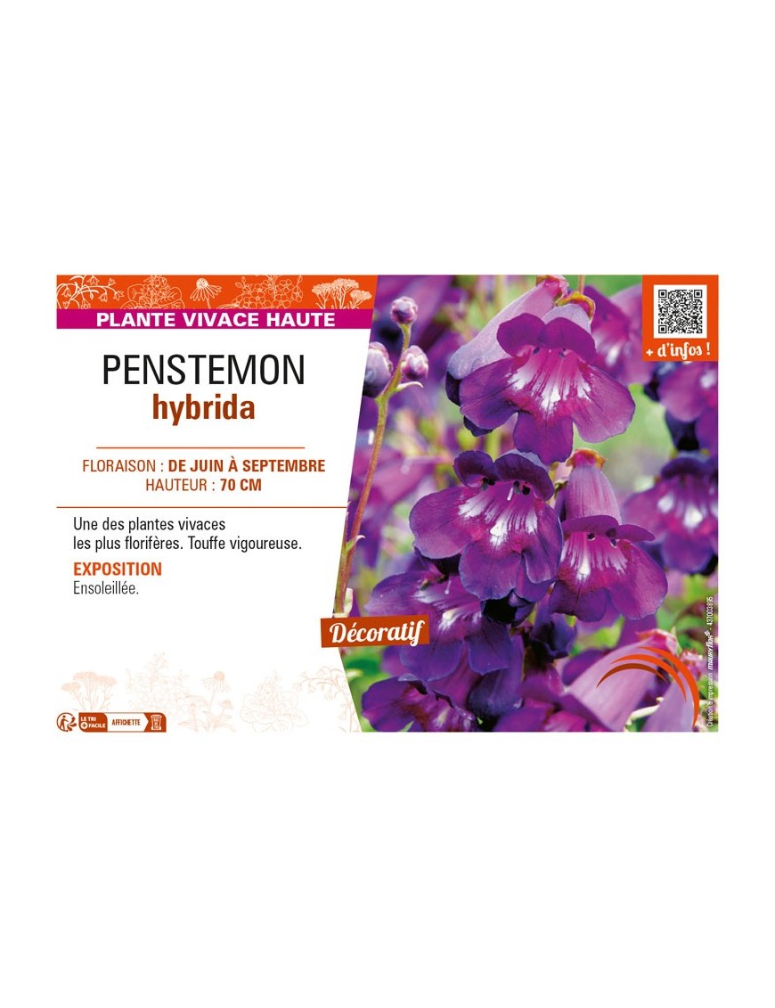 PENSTEMON hybrida (violet)