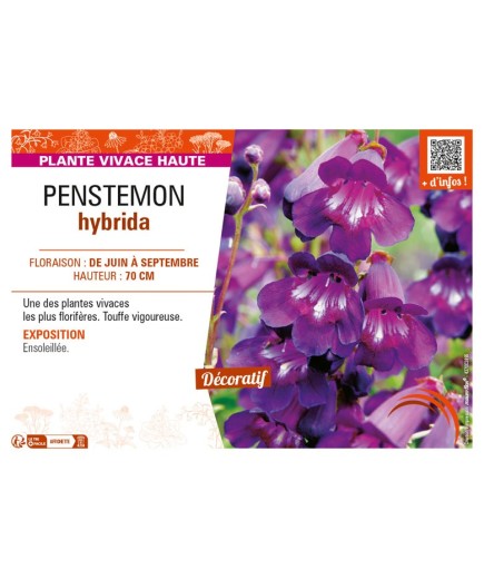 PENSTEMON hybrida (violet)
