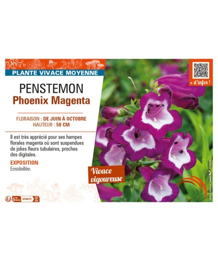 PENSTEMON PHOENIX MAGENTA