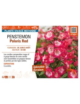 PENSTEMON POLARIS RED