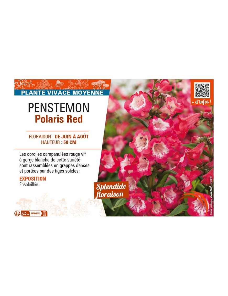 PENSTEMON POLARIS RED