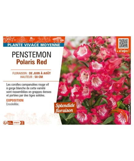 PENSTEMON POLARIS RED